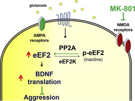 Mechanism underlying NMDA blockade-induced inhibition of aggression in post-weaning socially isolated mice.