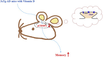 Relative D3 Vitamin Deficiency and Consequent Cognitive Impairment in an Animal Model of Alzheimer's Disease: Potential Involvement of Collapsin Response Mediator protein-2