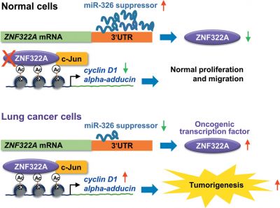 Downregulation of microRNA 326 enhances ZNF322A expression transcrip activity and tumorigenic effects in lung cancer