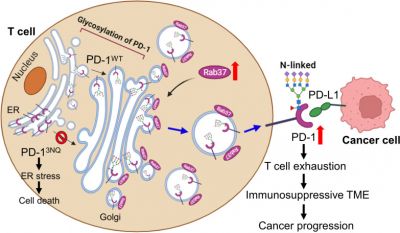 Rab37 mediates trafficking and membrane presentation of PD-1 to sustain T cell exhaustion in lung cancer.