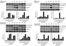 Poly ADP-ribose polymerase inhibition suppresses cisplatin toxicity in chronic myeloid leukemia cells