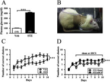 Repeated transcranial direct current stimulation improves cognitive dysfunction and synaptic plasticity deficit in the prefrontal cortex of streptozotocin-induced diabetic rats.