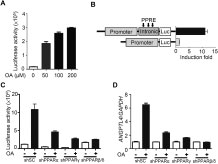 Oleic acid-induced ANGPTL4 enhances head and neck squamous cell carcinoma anoikis resistance and metastasis via up-regulation of fibronectin.