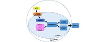 p53 modulates the effect of ribosomal protein S6 kinase1 (S6K1) on cisplatin toxicity in chronic myeloid leukemia cells