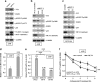 Oncogenic MCT-1 activation promotes YY1-EGFR-MnSOD signaling and tumor progression