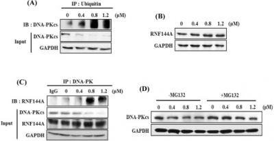 A novel histone deacetylase inhibitor TMU-35435 enhances etoposide cytotoxicity through the proteasomal degradation of DNA-PKcs in triple-negative breast cancer
