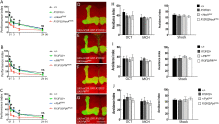 Mushroom body glycolysis is required for olfactory memory in Drosophila.