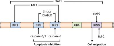 Anti-apoptotic Proteins in the Autophagic World: An Update on Functions of XIAP, Survivin, and BRUCE