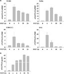Epidermal growth factor-induced ANGPTL4 enhances anoikis resistance and tumour metastasis in head and neck squamous cell carcinoma