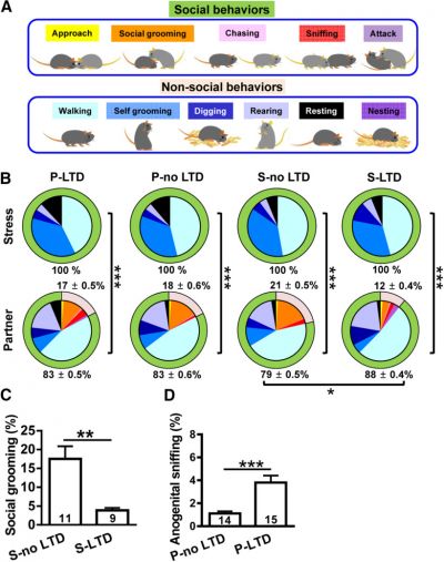Social Transmission and Buffering of Hippocampal Metaplasticity after Stress in Mice
