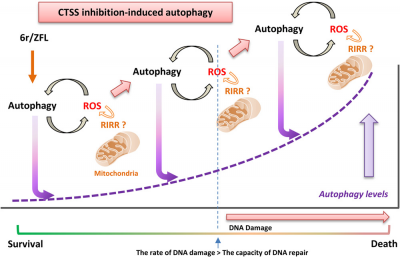 The "Dark Side" of autophagy on the maintenance of genome stability: Does it really exist during excessive activation?