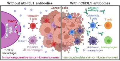 Targeting protumor factor chitinase-3-like-1 secreted by Rab37 vesicles for cancer immunotherapy