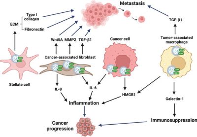 Recent advances in conventional and unconventional vesicular secretion pathways in the tumor microenvironment