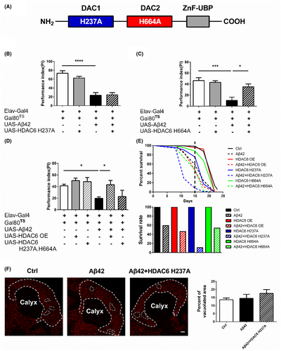 The double-edged sword effect of HDAC6 in Aβ toxicities.